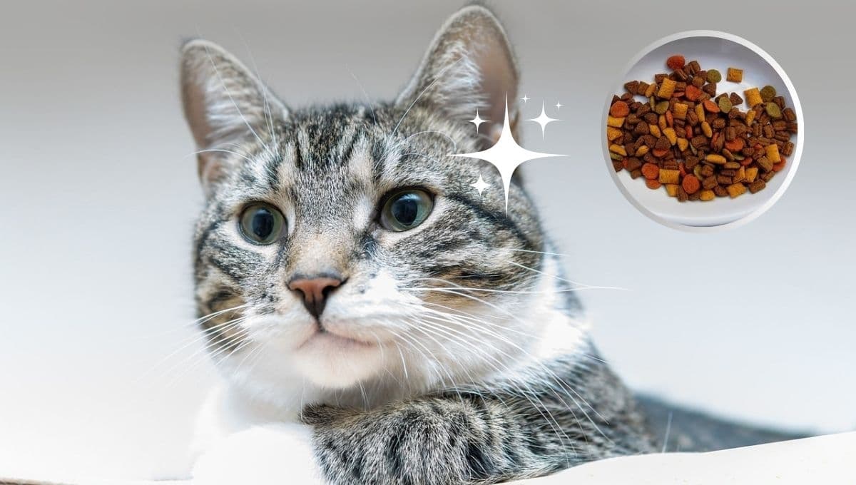 3 croquetas para cuidar el pelo de tu gato y mantenerlo brillante y sedoso