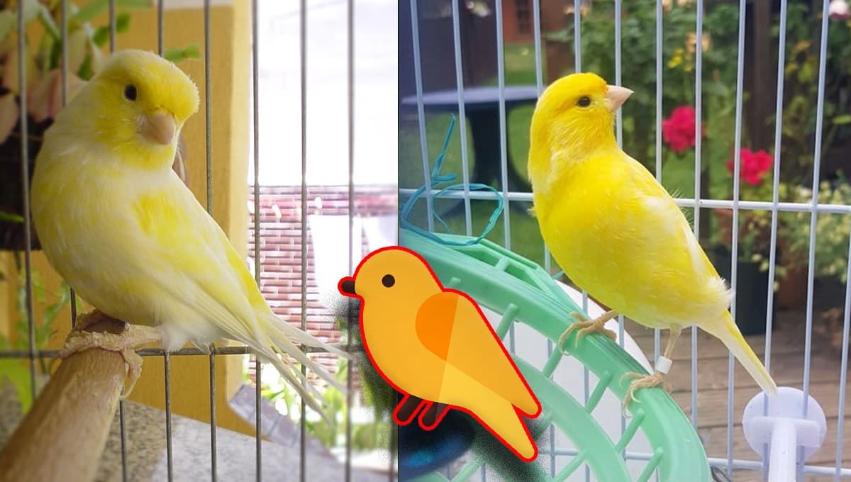 ¿Qué significa que mi canario ya NO quiera cantar?