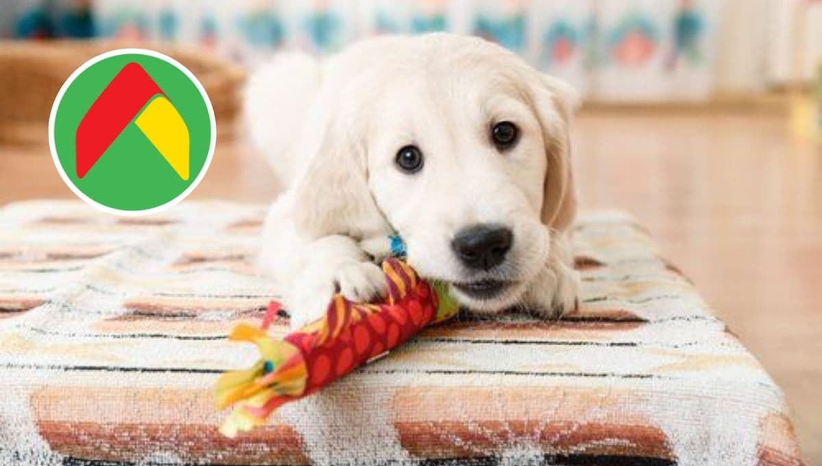 3 juguetes resistentes y bonitos para perro con especial oferta en Bodega Aurrerá