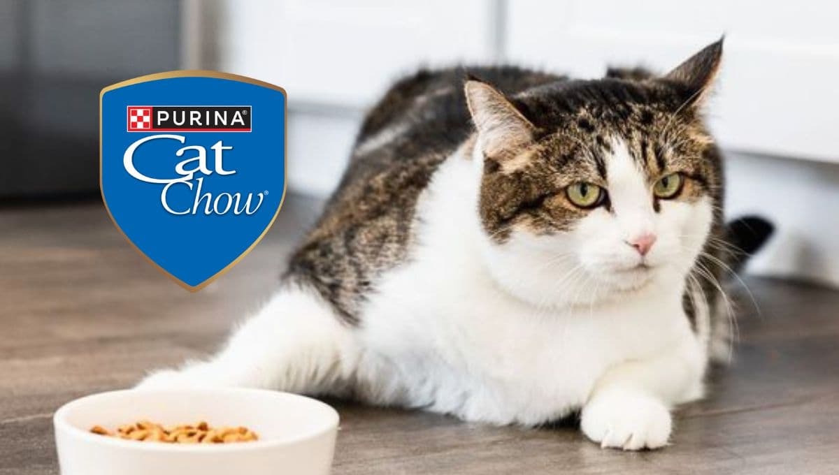 ¿Cuántas proteínas tiene el Cat Chow y cuánto debe comer un gato?