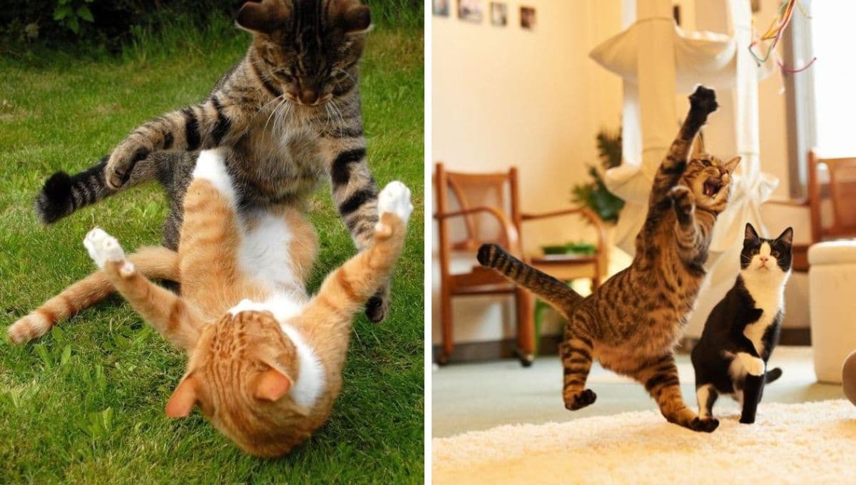 Gatos: ¿Macho o hembra? Este es el sexo más cariñoso