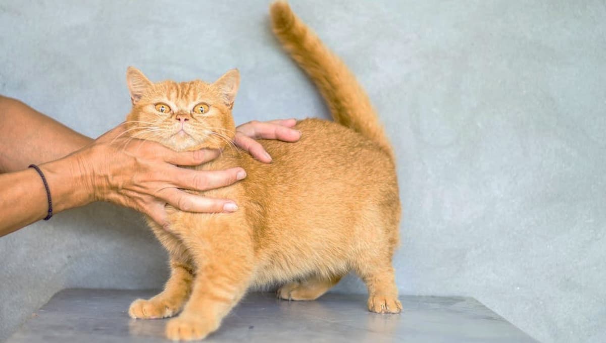 Gatos: Por esta razón NO obedecen a sus dueños