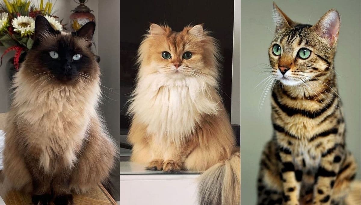 Gatos: las 6 razas más inteligentes del mundo según los expertos