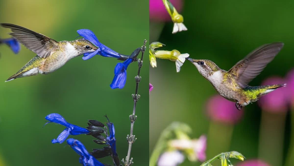 3 flores para ATRAER colibríes a tu casa