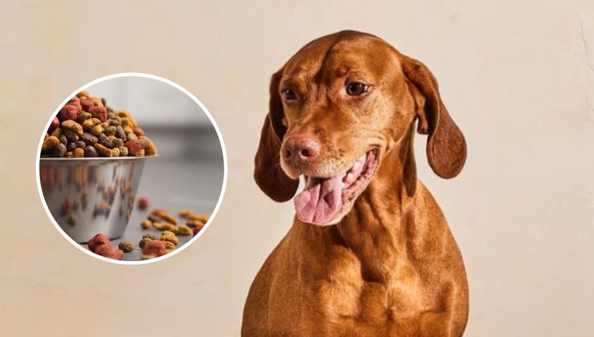 4 croquetas para que NO se le caiga el pelo a los perros y lo tengan lindo y brilloso