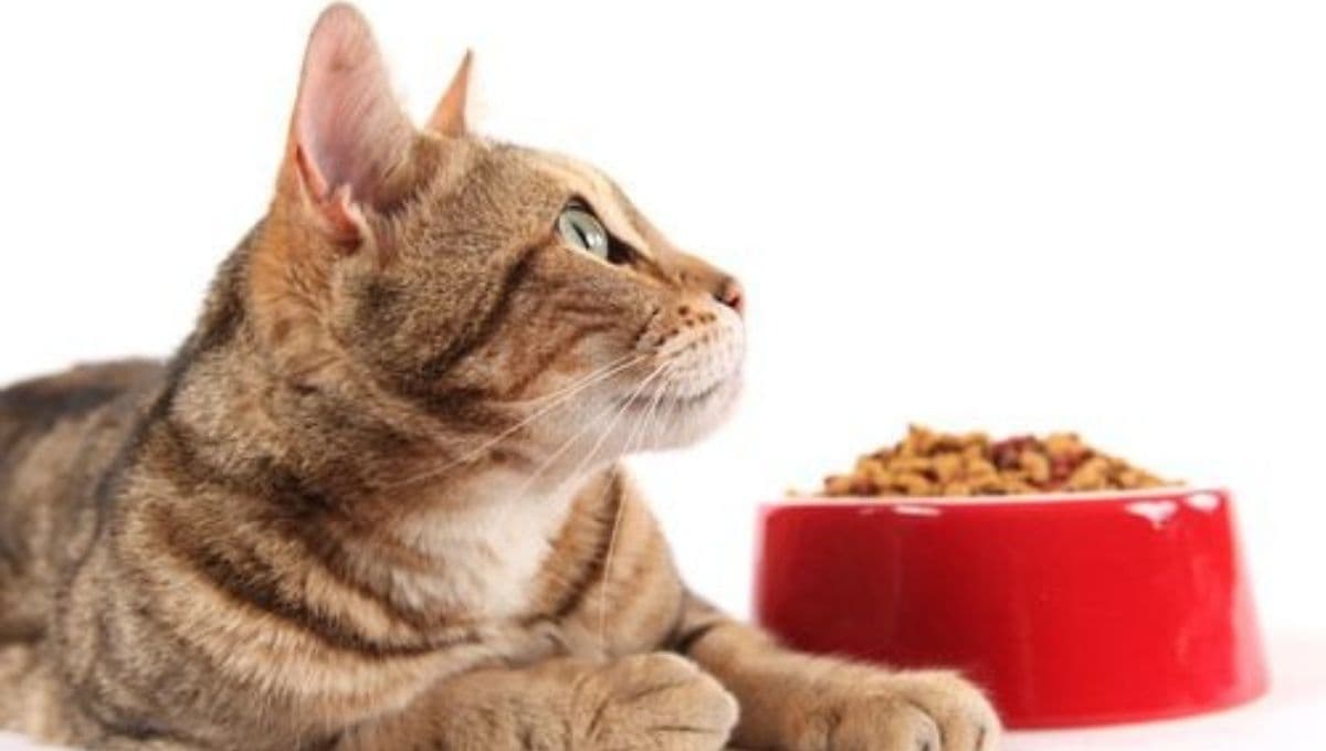 ¿Qué significa que tu gato quiera que lo acompañes a comer?