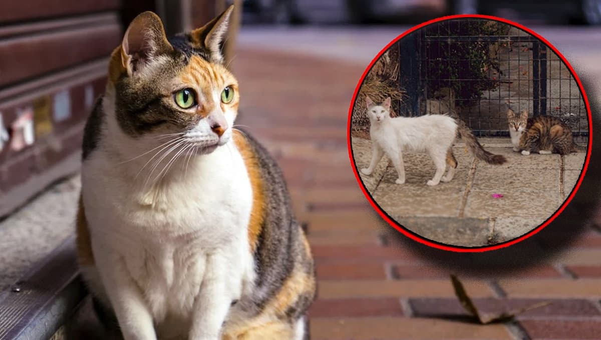 3 características de un gato que podría IRSE de casa