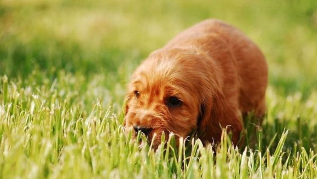 Perros: por qué comen pasto y cuándo preocuparse
