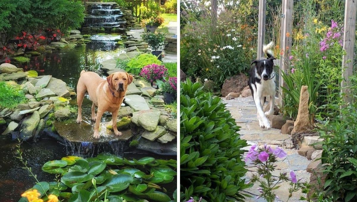 4 diseños de jardínes para perros: moderniza y deja bonito el espacio para tu mascota