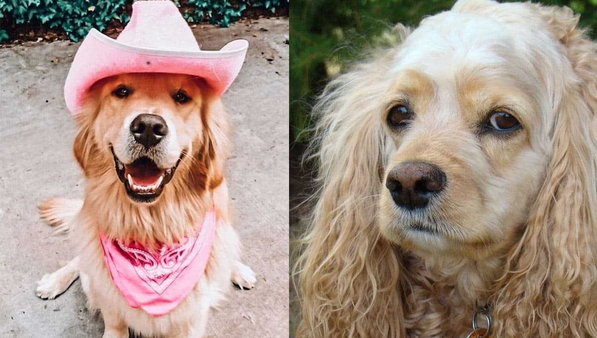 6 nombres de perritas con significado bíblico para protección espiritual