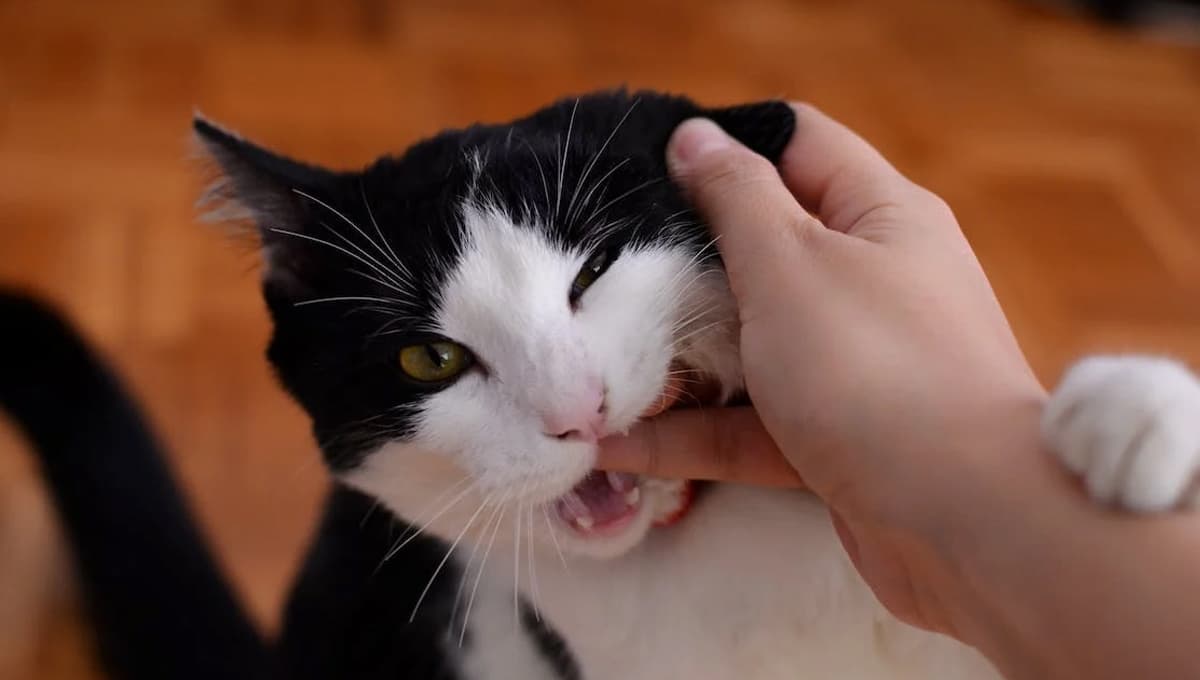 Gatos: ¿qué significa cuando muerden sin apretar?