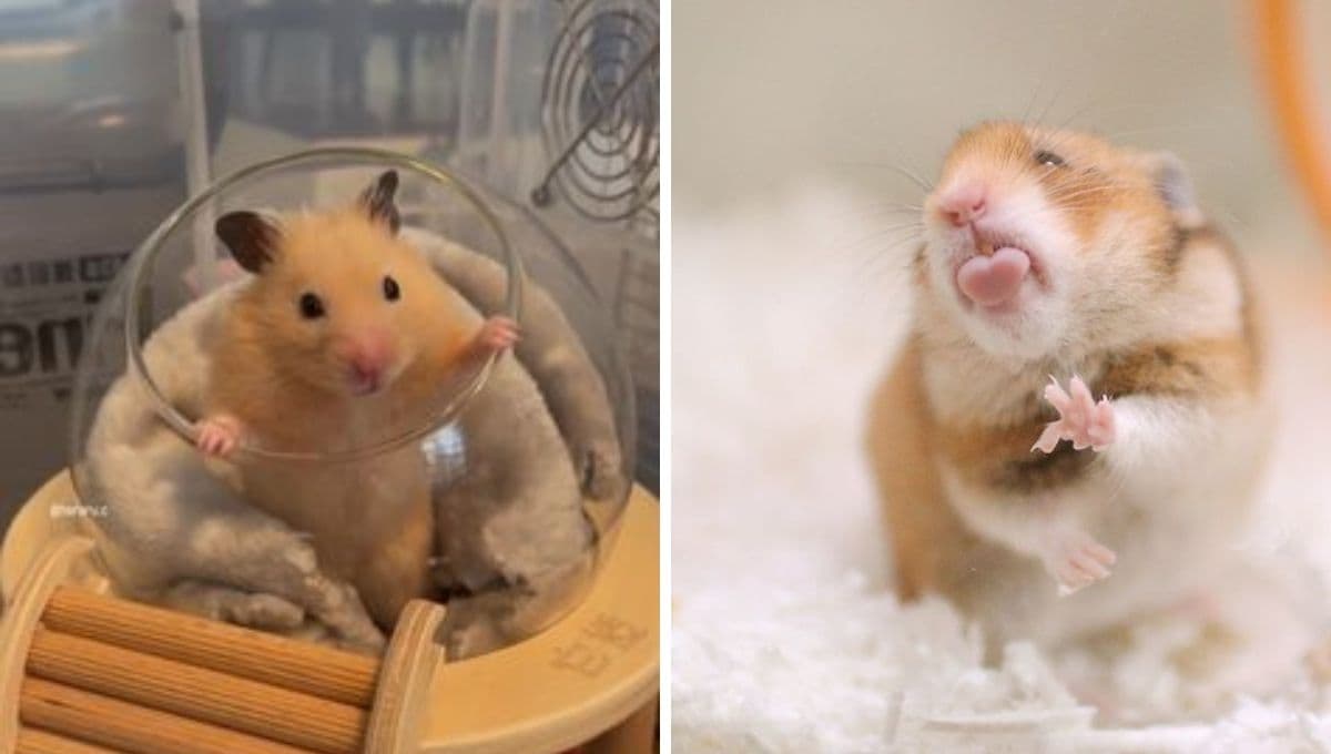 3 características de un hámster que es muy FELIZ en casa