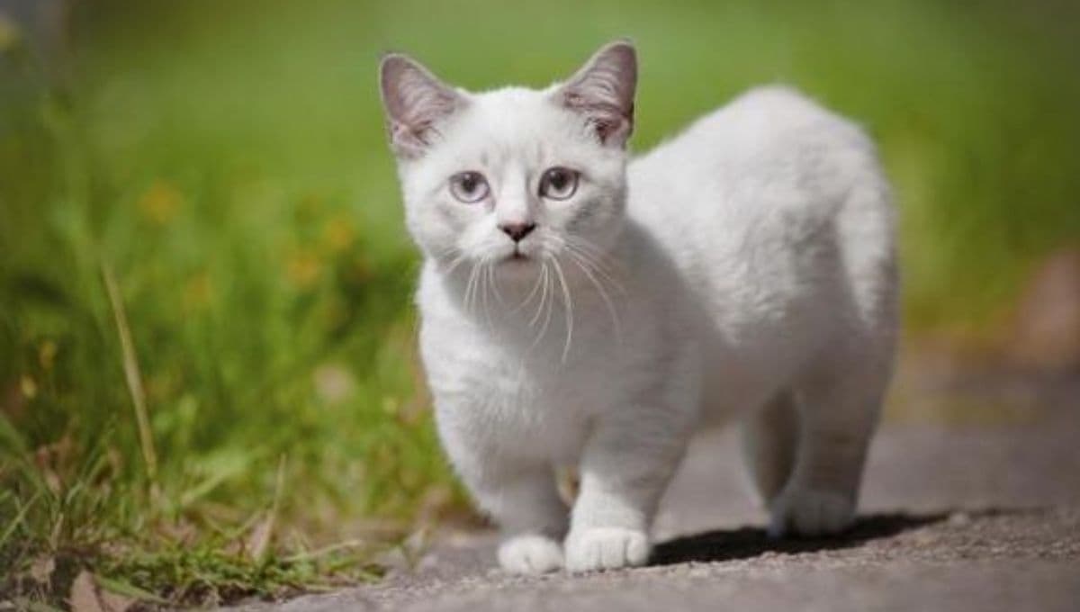 ¿Cuántos años viven los gatos Munchkin y cómo saber si uno es original?