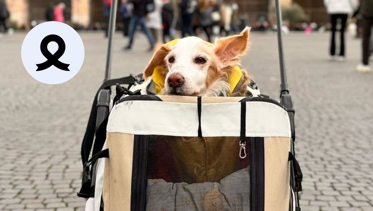 ¿De qué murió Mazapán, el perro influencer mexicano que vivía en Italia?