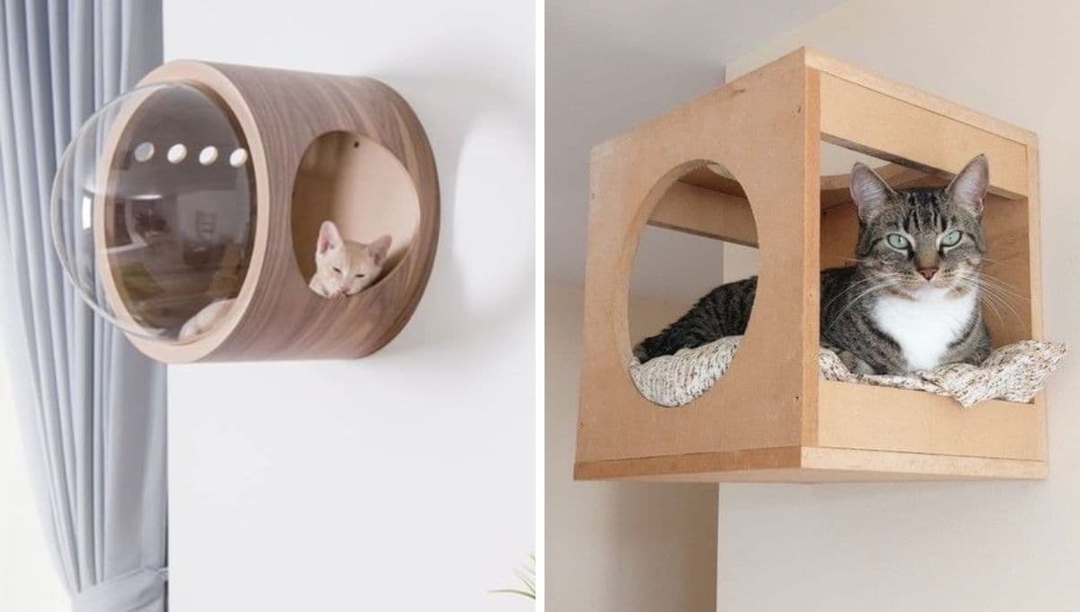 ¿Cuál es el espacio ideal de un gato? 5 diseños bonitos para decorar una pared