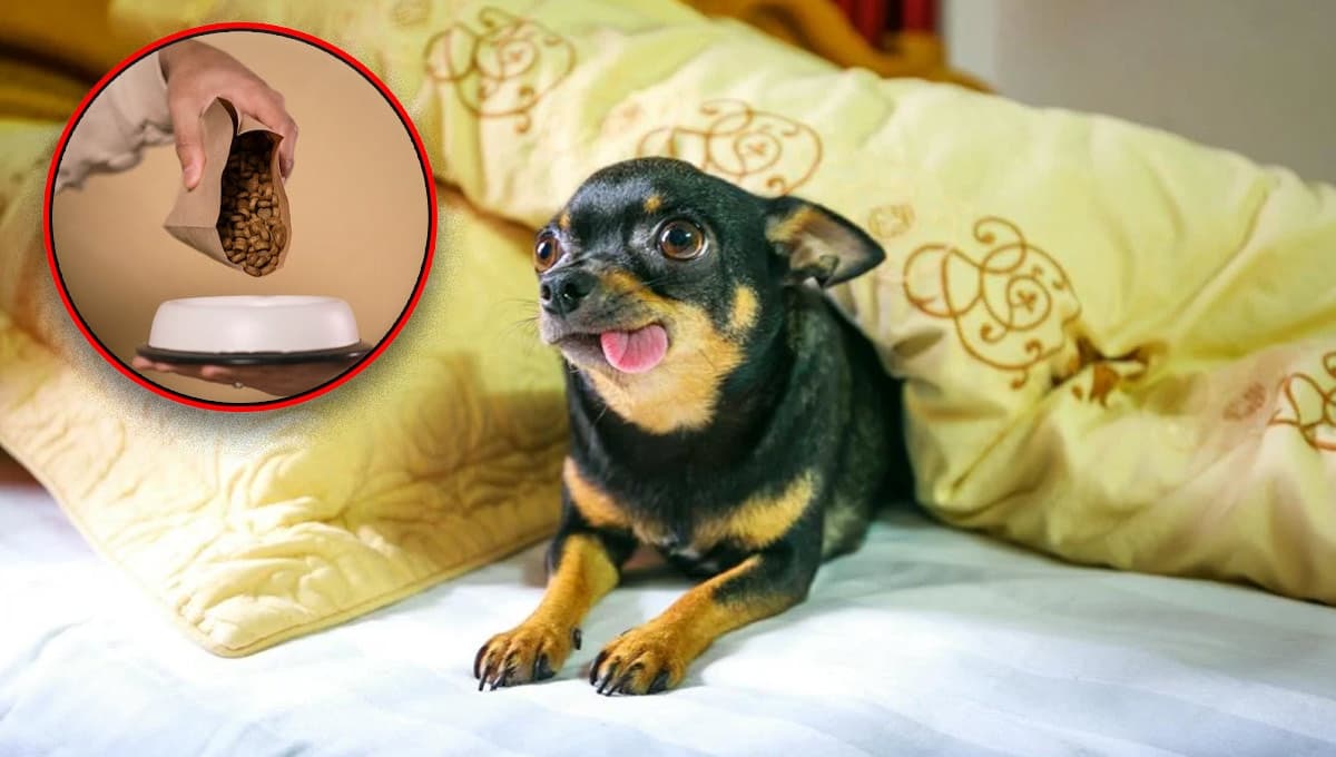 ¿Cuál es el mejor alimento para un perro Chihuahua?