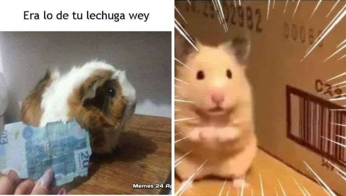 5 MEMES de hámsters graciosos en español