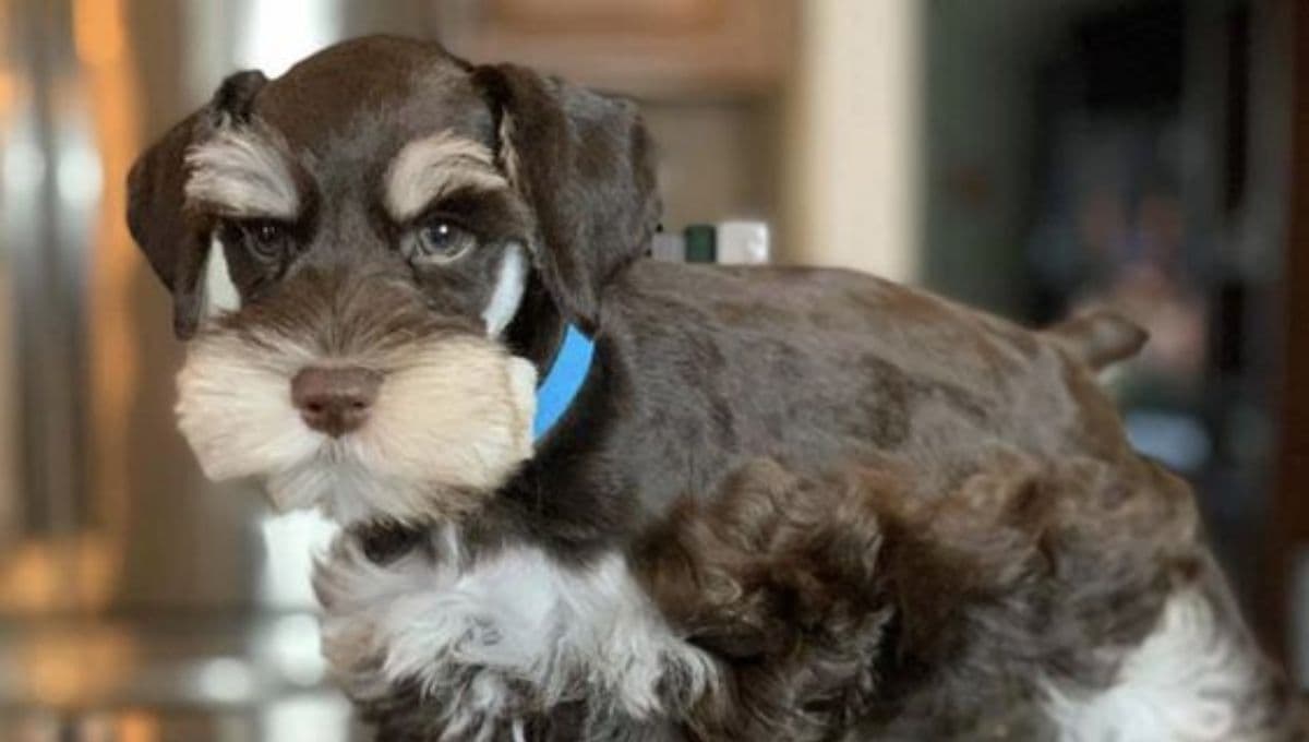 ¿Que darle de comer a un Schnauzer miniatura?