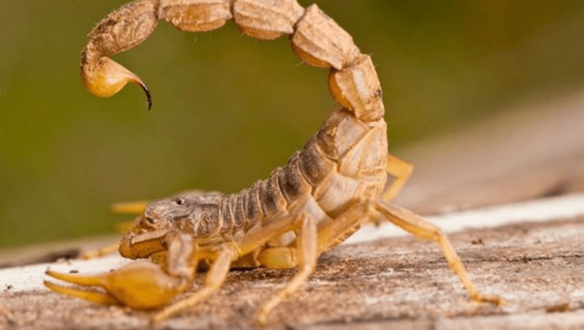 ¿Qué significa la presencia de alacranes en casa?