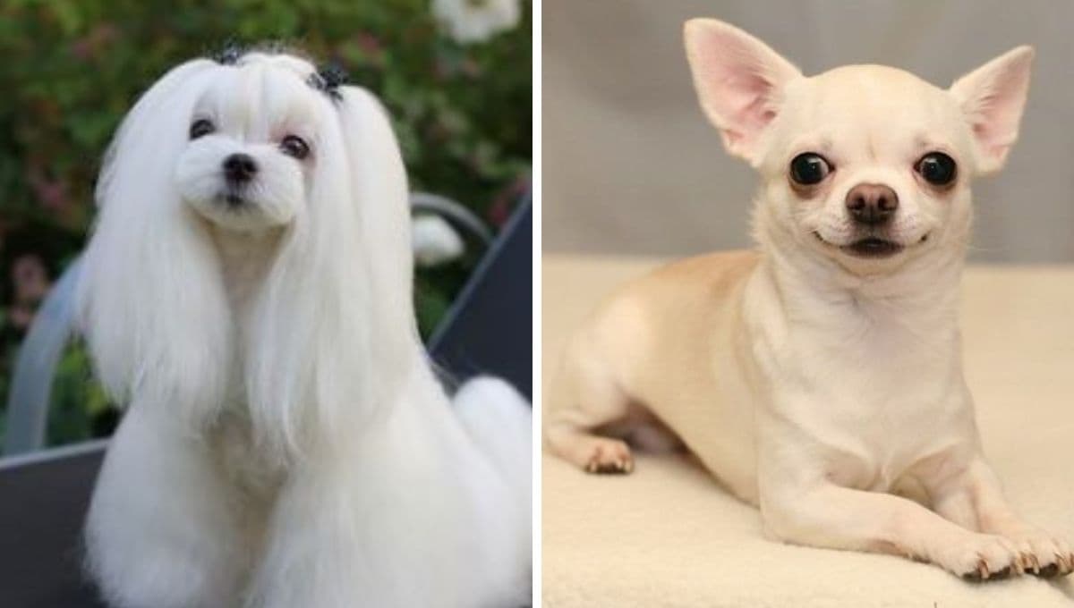 6 razas de perros que más sufren si las dejas solas, según la Inteligencia Artificial