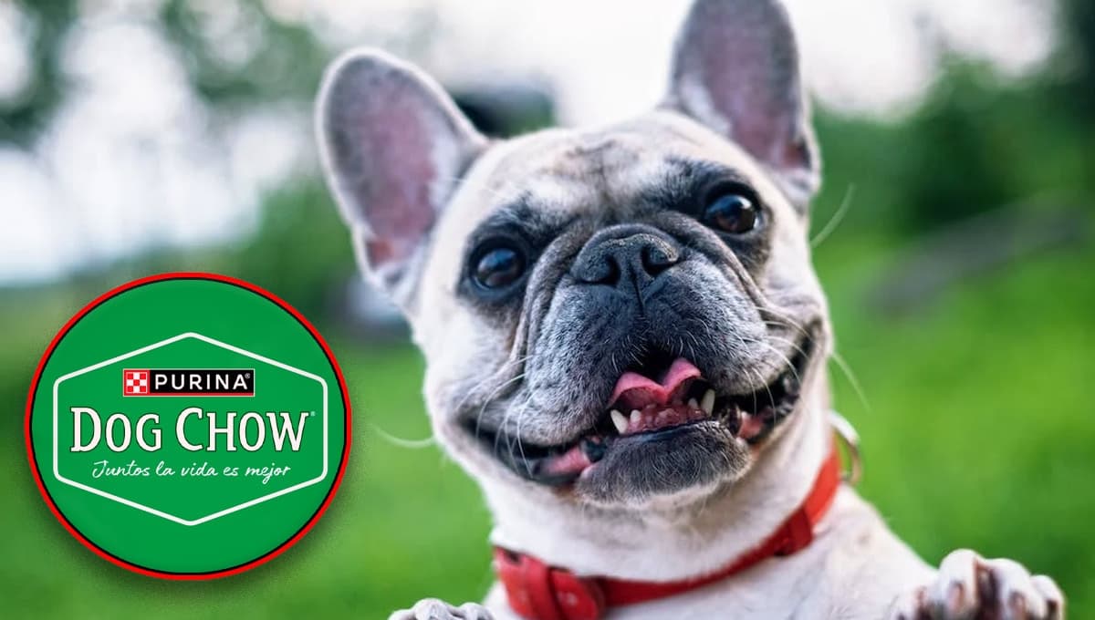 ¿Qué porcentaje de proteína tiene Dog Chow y qué tan buena es según Profeco?