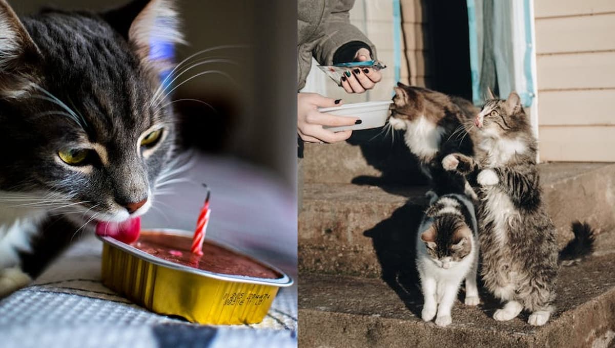 ¿Qué significa que mi gato esconda su comida?