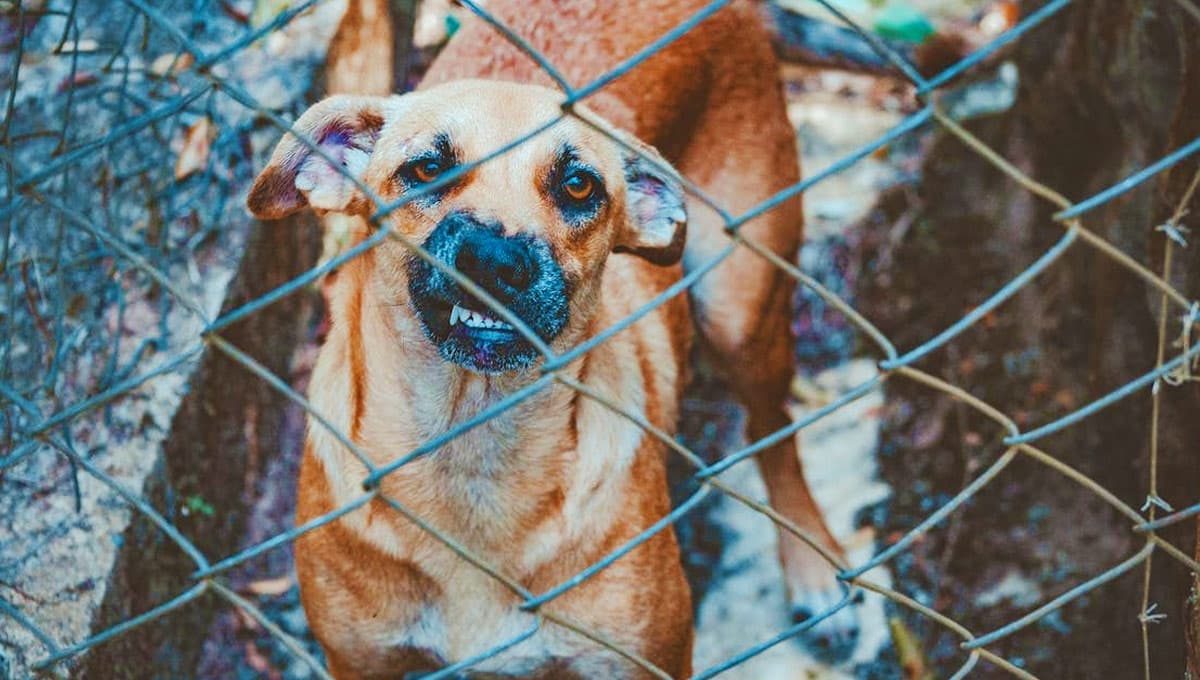 ¿Cómo saber si mi perro se ha enfadado conmigo?