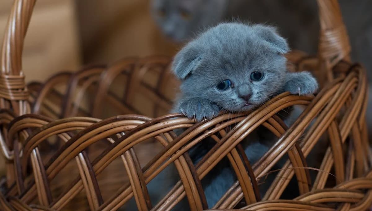 ¿Cómo saber si mi gato está triste por la muerte de otro gato?