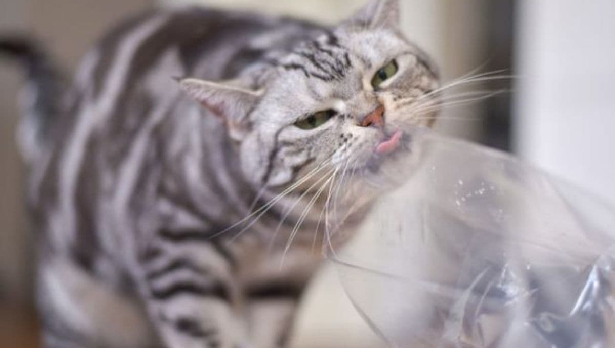 ¿Qué significa que un gato coma plástico?