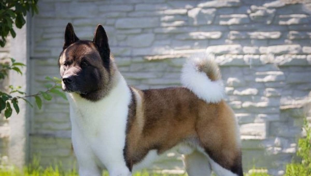 Perro Akita Americano: ¿cómo es su carácter y cuántos años tienen de vida?