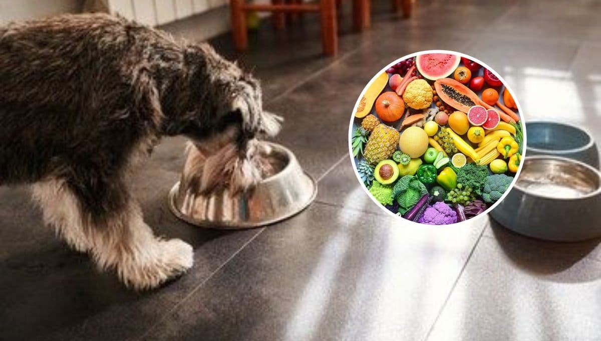 ¿Qué frutas y verduras pueden comer los perros Schnauzer?
