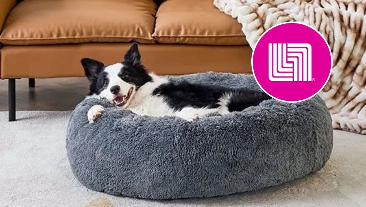Liverpool pone en especial descuento 3 camas para perro Zoopet: aguantadoras y cómodas