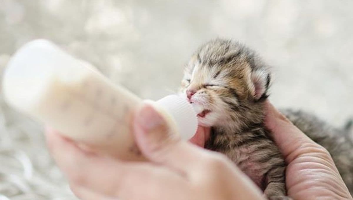 ¿Qué puede comer un gatito de 1 mes?