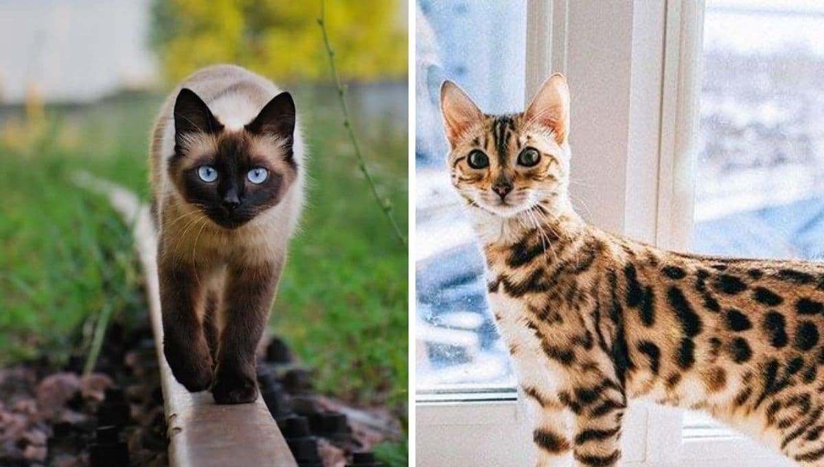Las 6 razas de gatitos más bonitos del mundo según la Inteligencia Artificial