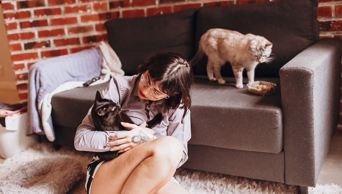 ¿Qué hace el ronroneo del gato a los humanos?