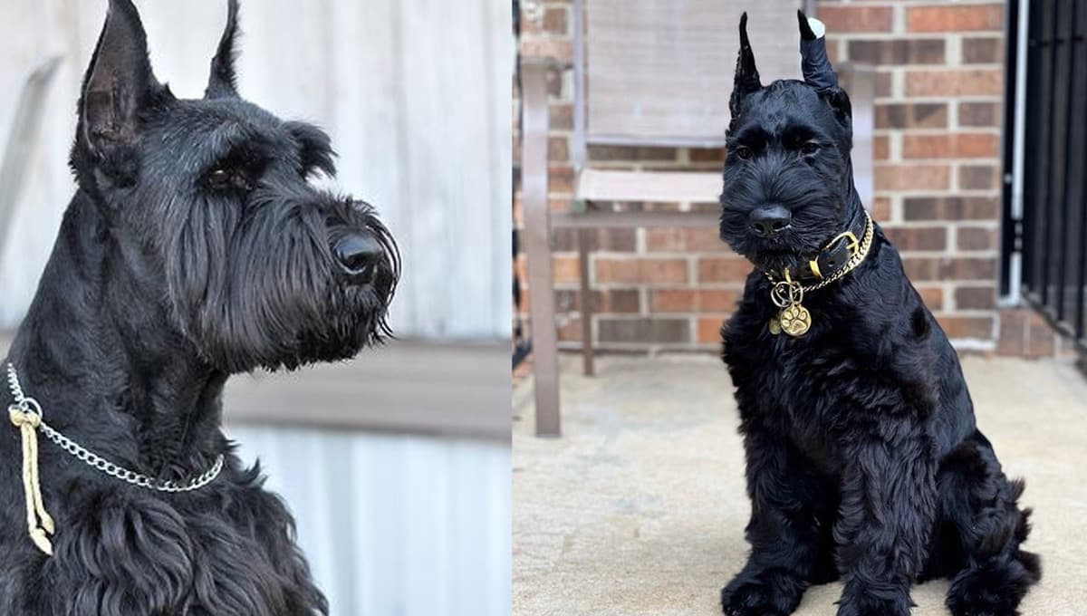 ¿Qué tan inteligente es el Schnauzer gigante y cuántos años duran?