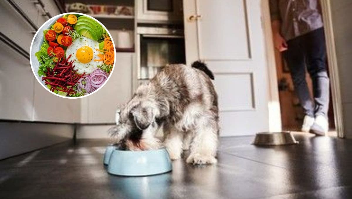 ¿Qué cosas no pueden comer los perros schnauzer? 10 alimentos prohibidos