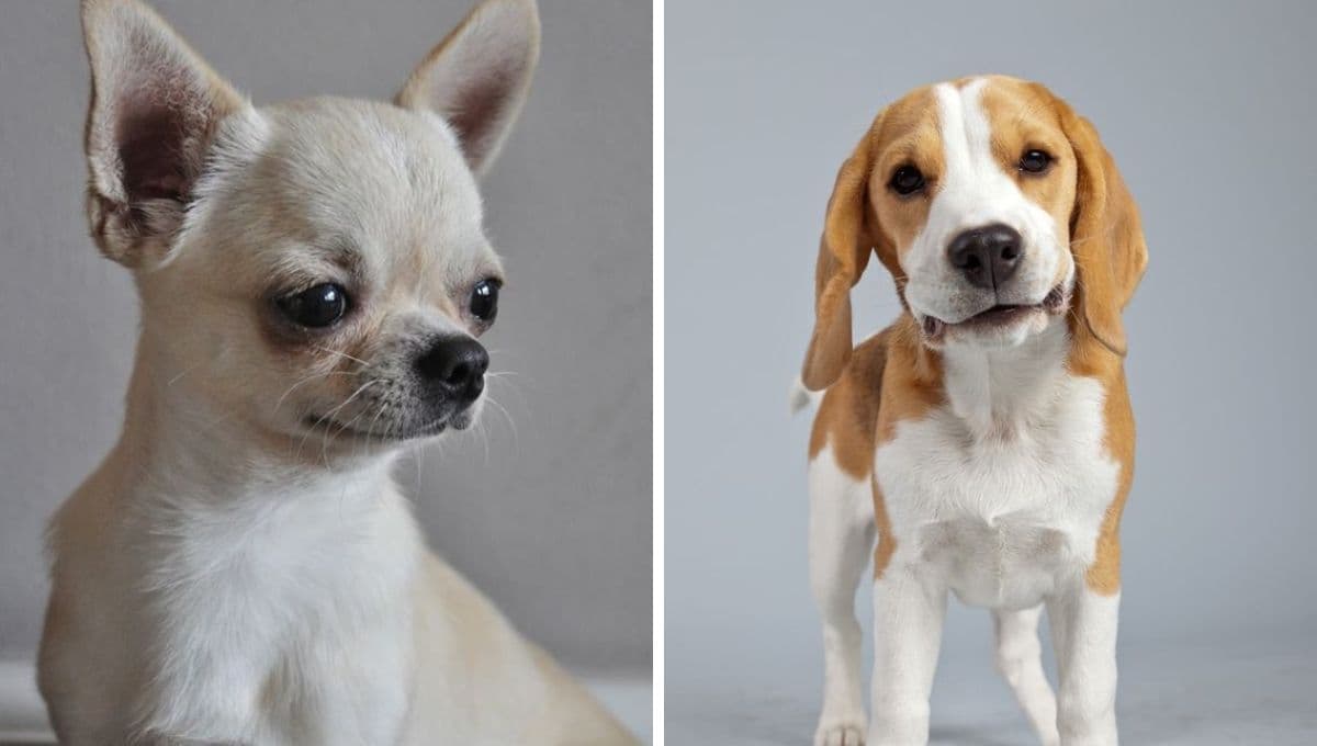 Top 6 mejores razas de perros pequeños para tener en un departamento