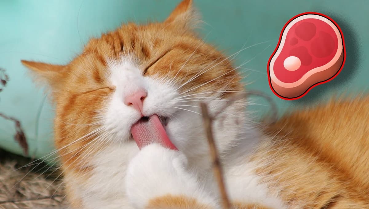 ¿Qué es mejor darle carne cruda o cocida a los gatos?