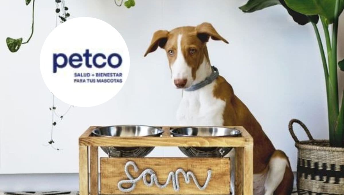 Petco se pone chulo con descuentazo en comedor elevado para perro: aguantador y elegante
