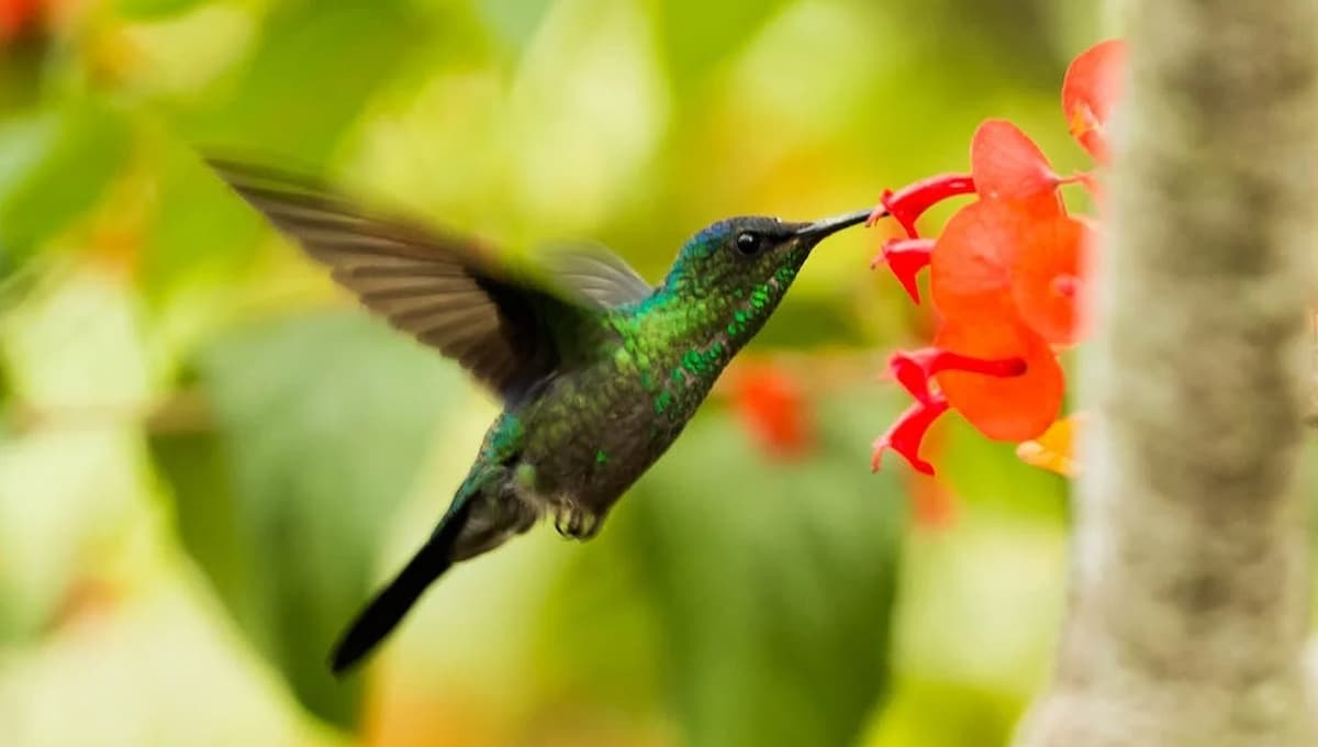 ¿Dónde viven los colibríes y de qué se alimentan?
