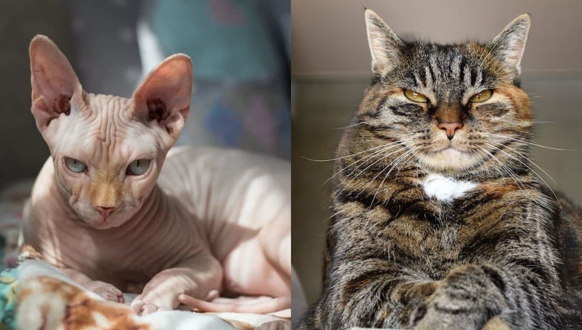 ¿Cuál es la raza de gato más enojona según la Inteligencia Artificial?