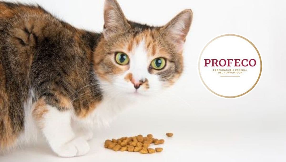 Top 5 de croquetas para gato con más proteína según Profeco