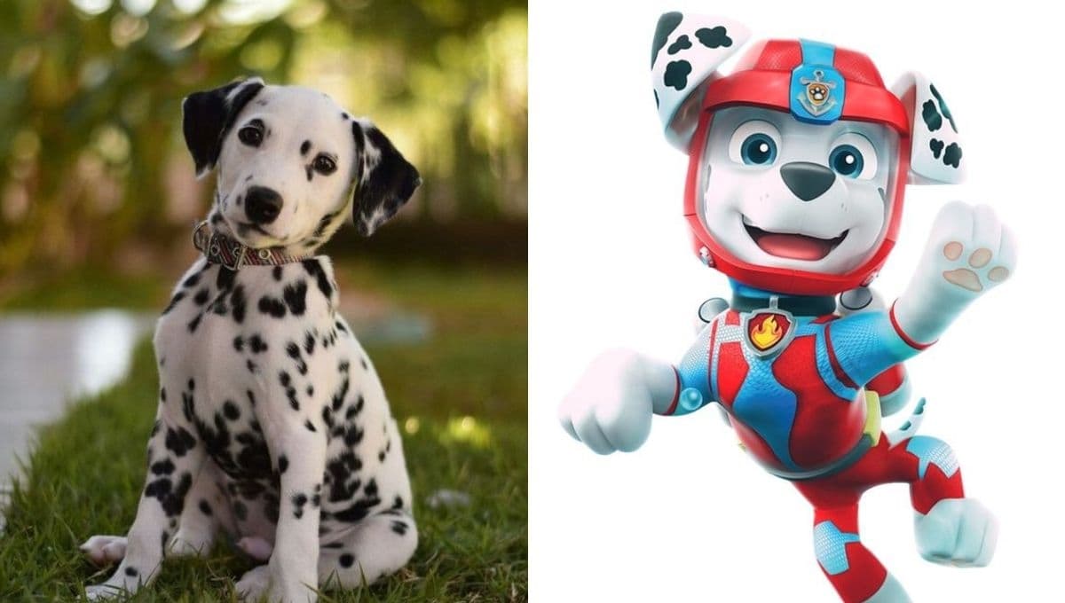 ¿Cómo son los perros Dálmata? Así es la raza de Marshall de Paw Patrol en la vida real