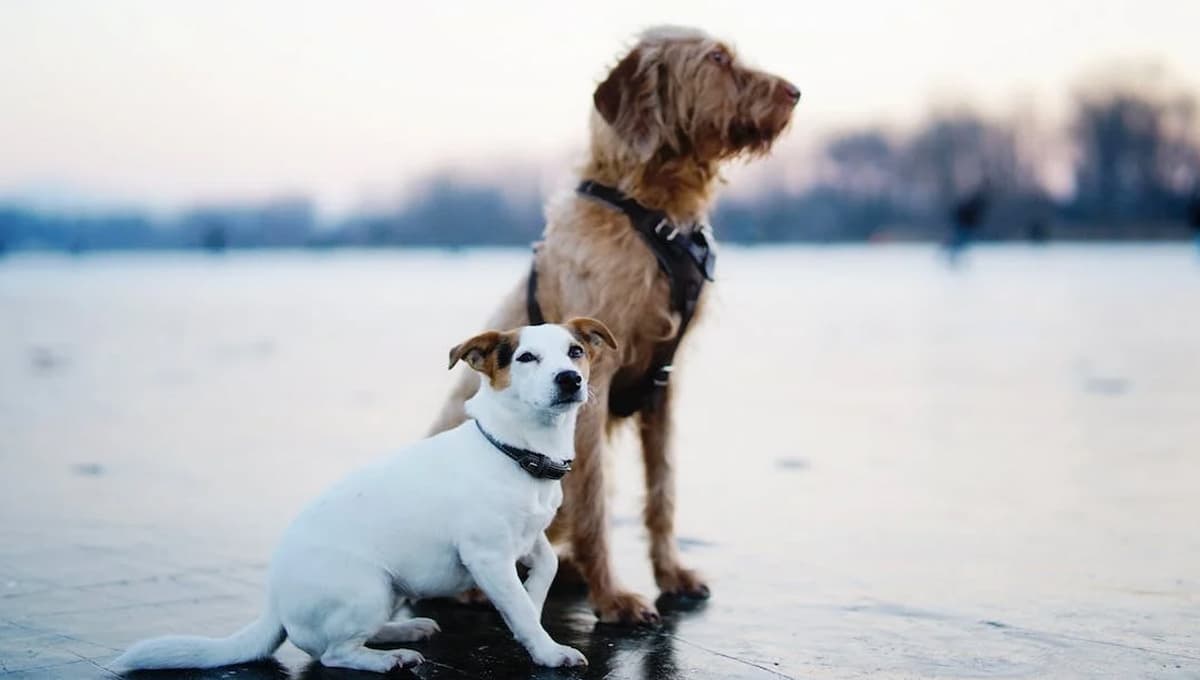 Perros pequeños: ¿por qué viven más años que los perros grandes?
