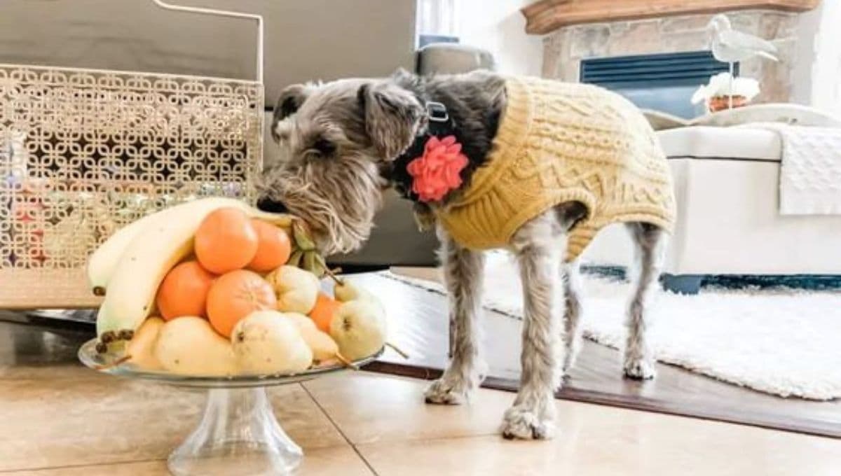 ¿Qué comida se le puede dar a un Schnauzer? 5 alimentos caseros y buenos