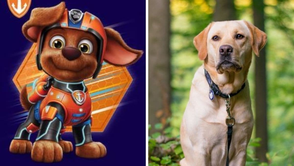 8 cosas que no conocías de los perros Labrador, la raza de Zuma de Paw Patrol