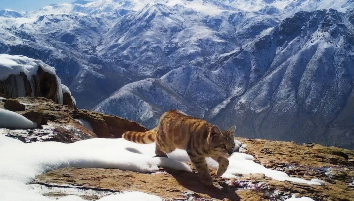 Gato andino: características, dónde vive y qué come uno de los gatos menos conocidos del mundo