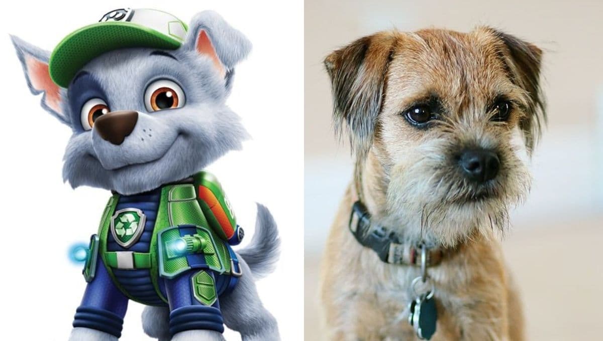 7 ventajas de los perros mestizos como Rocky de Paw Patrol
