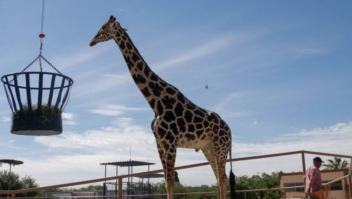 Africam Safari: ¿Qué incluye y cuánto cuesta la entrada al nuevo hogar de la Jirafa Benito?